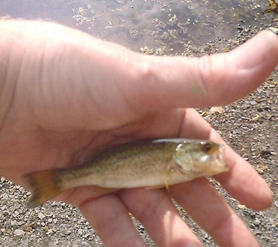 Micro-bass.jpg