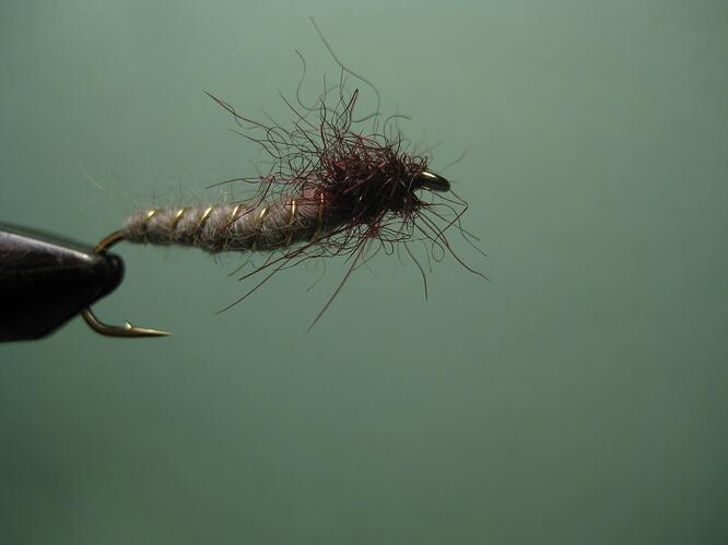 bitterroot worm1 002.jpg