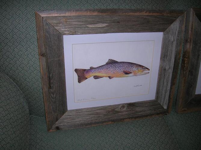 Brown Trout.jpg
