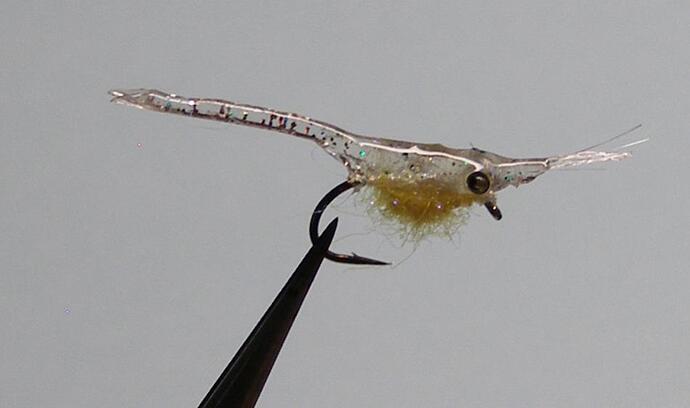 Speckled Mysis 1.jpg