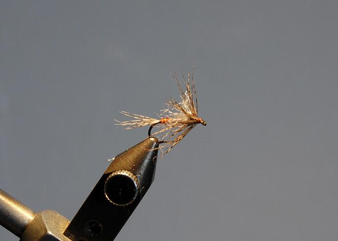 DSC_0901.jpg