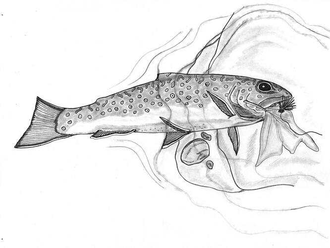 Brook Trout 001.jpg