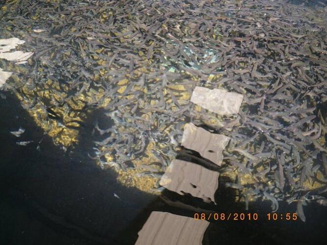 Hatchery2.jpg