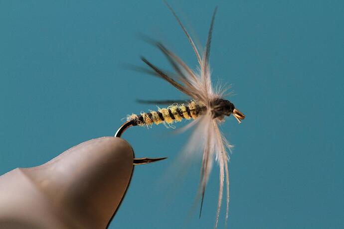 Caddis softhackle 3.jpg