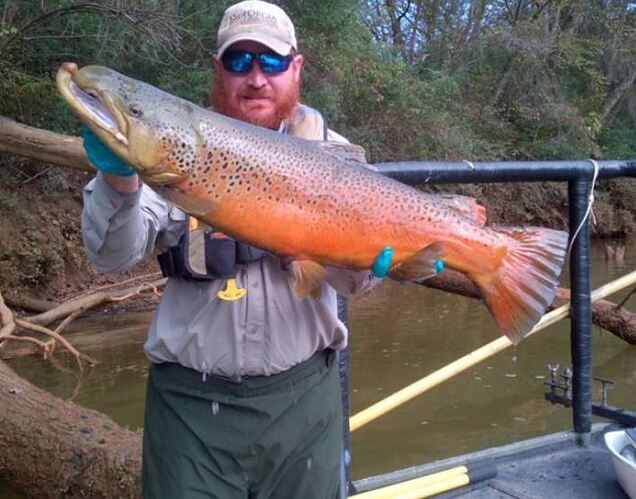 Hooch Brown 3.JPG