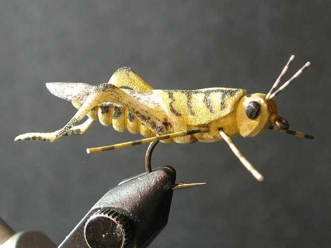 grasshopper fly.jpg