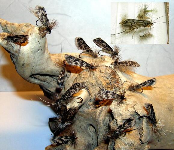 Dry caddis with insert.jpg