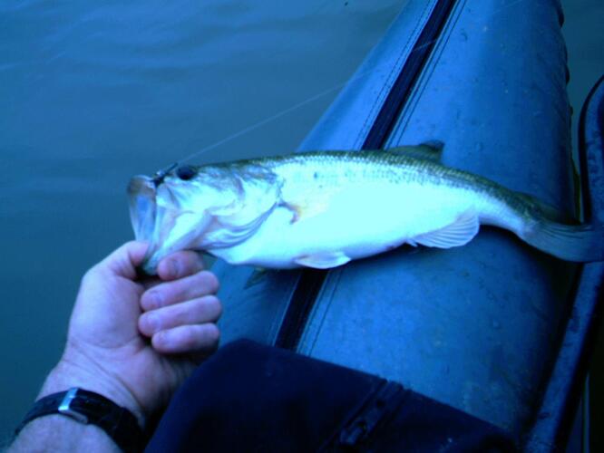 Bass.jpg