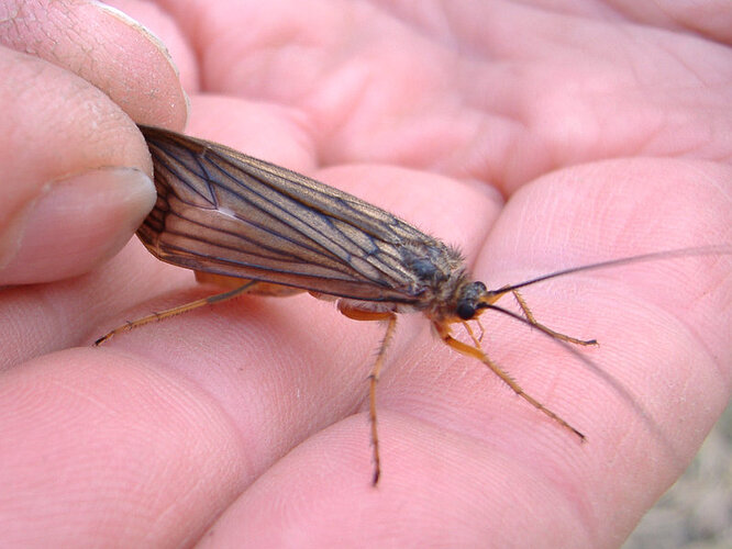 Octobercaddis2.jpg