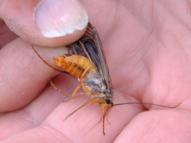 Octobercaddis1.jpg