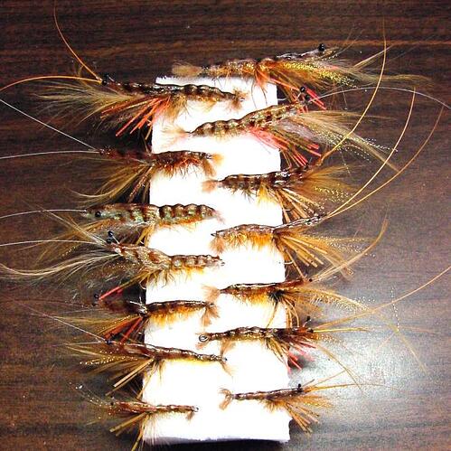 shrimp2- 05.jpg