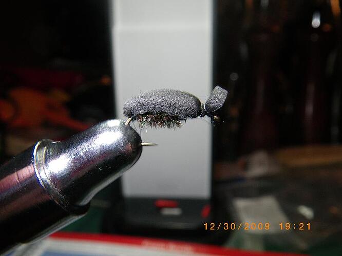 Foam Beetle.JPG
