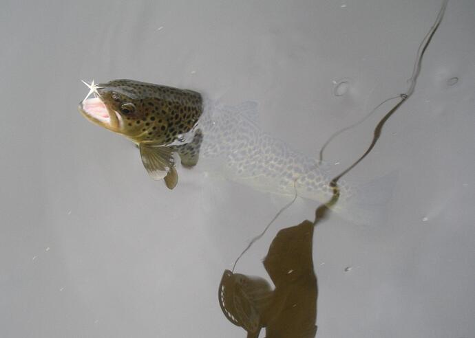 Brown Trout caught at Farmington River, CT - Church Pool.jpg