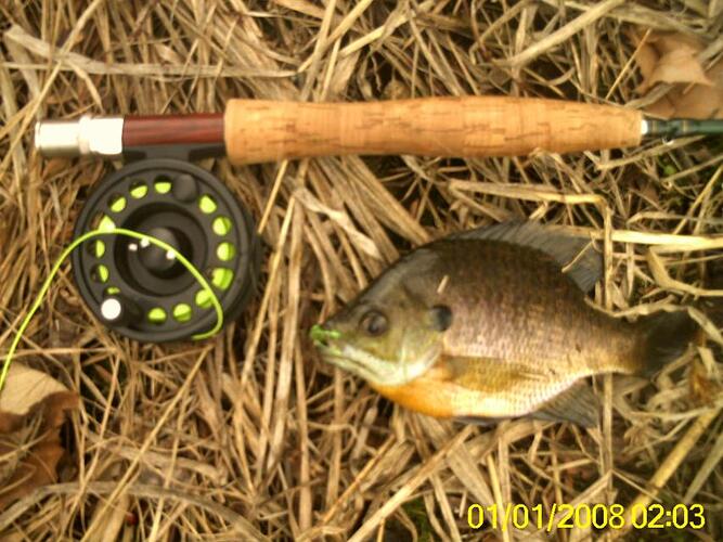 squirrel and bluegill 005.jpg