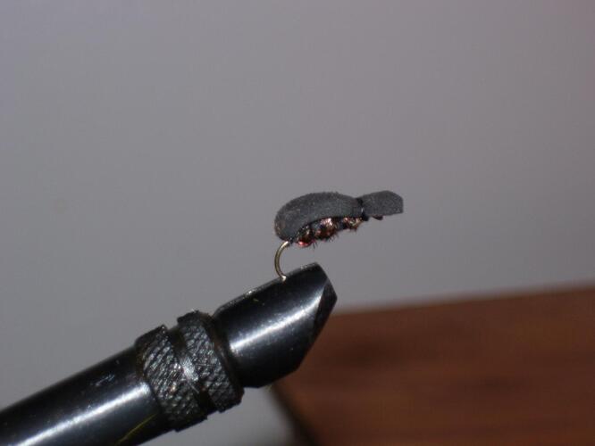 Foam Beetle.jpg