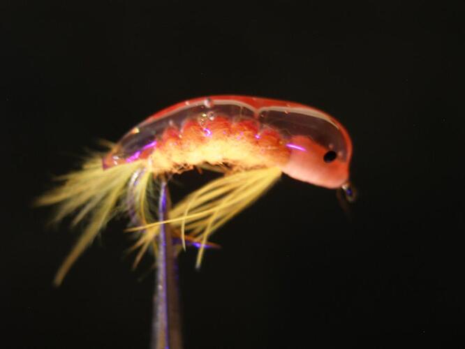 Fl. Orange scud- UV light-1000.jpg