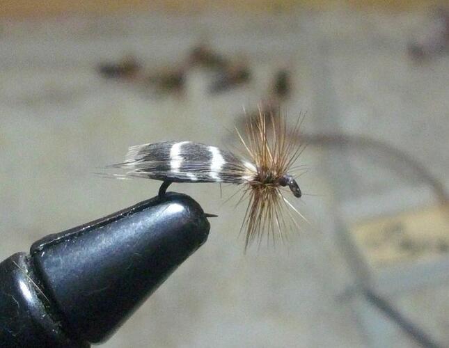 Gadwall.jpg