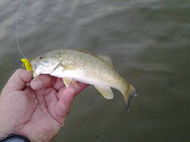 20160706Smallmouth.jpg