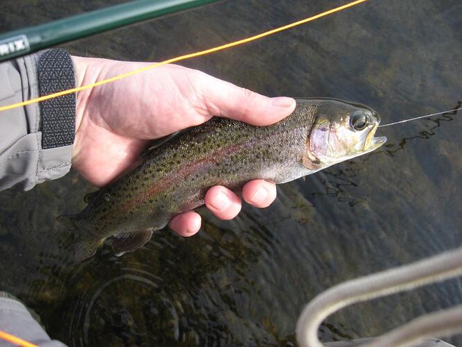 1st fish.jpg