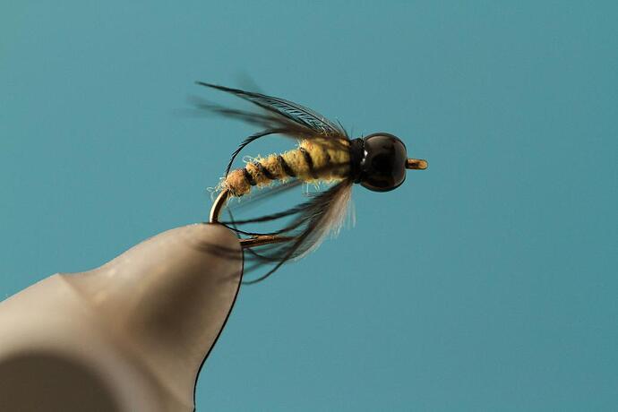 Caddis softhackle 1.jpg