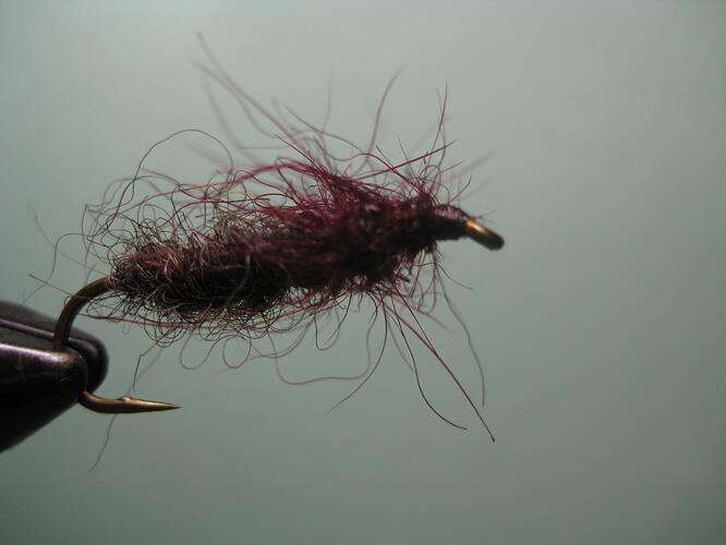 bitterroot worm1 001.jpg