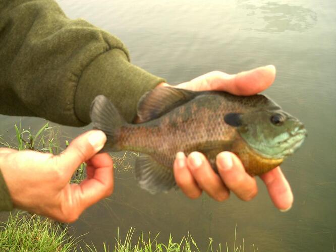 Thursday night bluegill 007.jpg