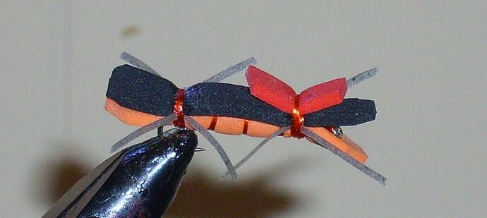 Black and Orange Chernobyl Ant.jpg