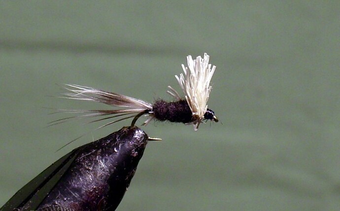 TricoComparadun.jpg