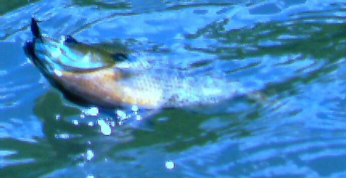 Bluegill 2010.jpg