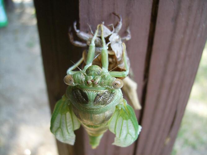 mis pics of 2011 032.jpg