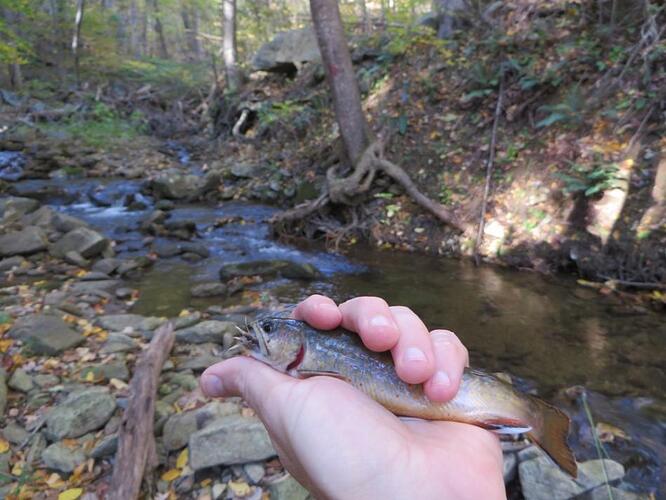 Fall Brookie.jpg
