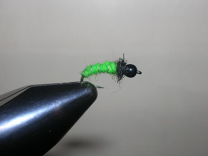 BLG Caddis Larvae.jpg