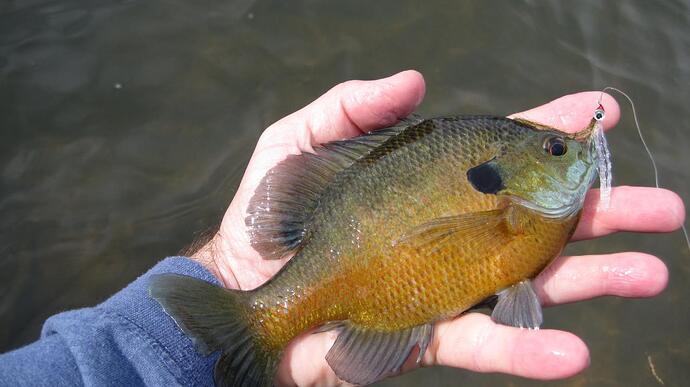 Gill3.jpg
