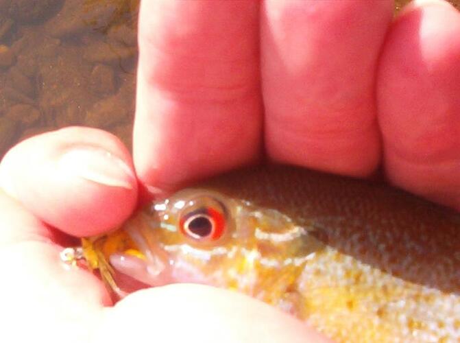 1st on my fly.jpg