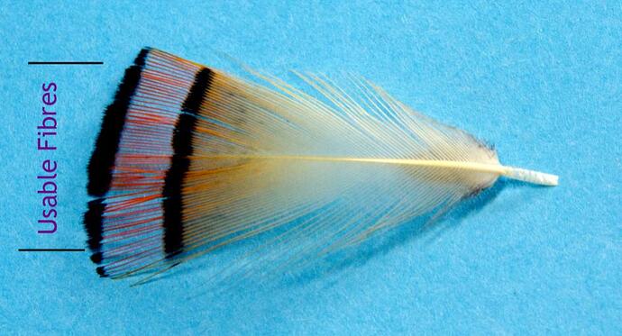 Black Pennel_0001.jpg
