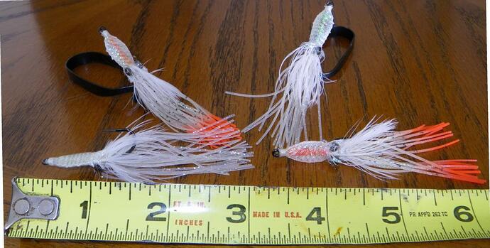 Rockfish Squid_resize.jpg