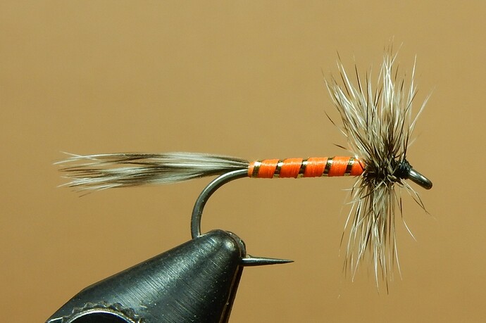 Orange Asher Variation 1080.JPG