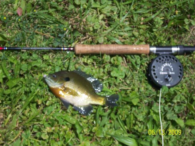 bluegill.jpg
