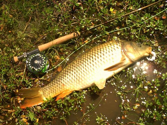 June 2011 carp fishing 004.jpg