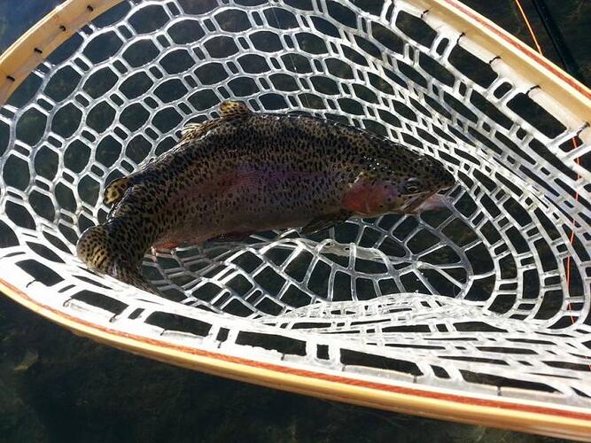 thanksgiving rbt.jpg