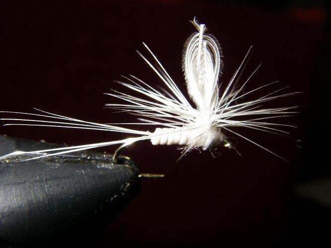 ephoron fly  edited.jpg