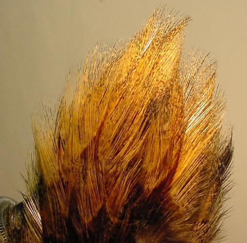 Cd'L-Ginger.jpg