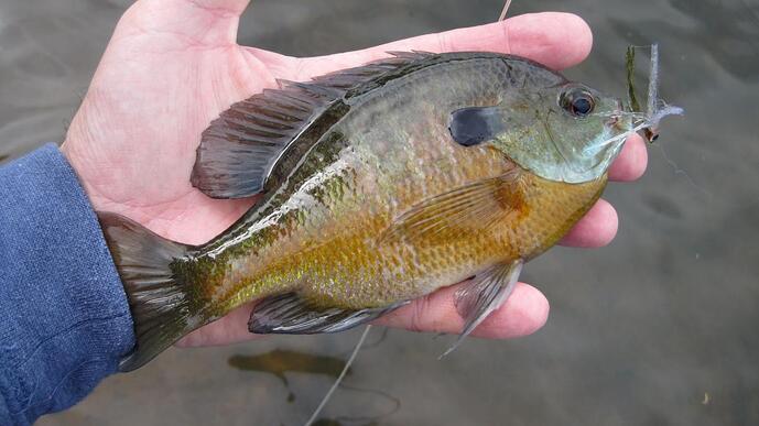 Gill2.jpg