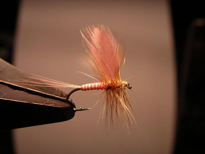 June Fly Tying 2010 003.jpg