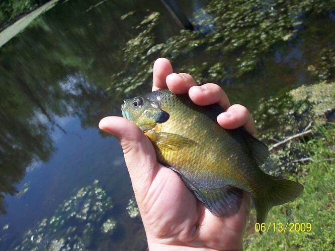 hand bluegill.jpg