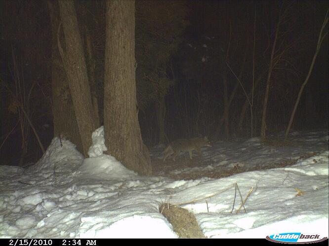 2-19-10 trail camera back yard 028[1].jpg