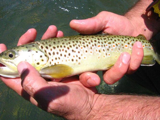 Bennet 7-16-08 040.jpg