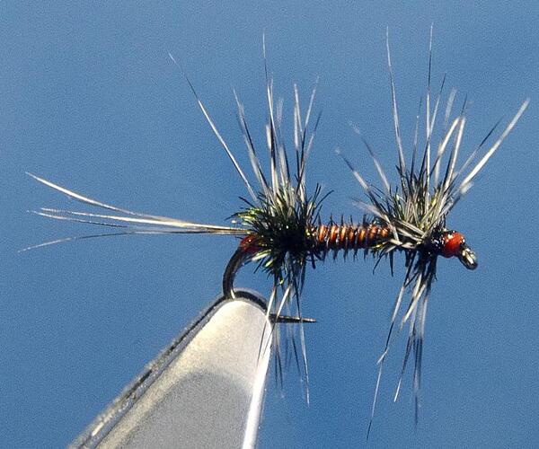 Byron midge_0004.jpg