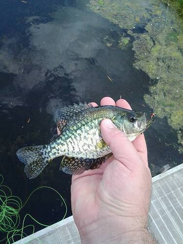 20160508Crappie1.jpg