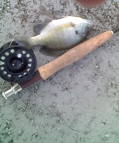 fish1.jpg